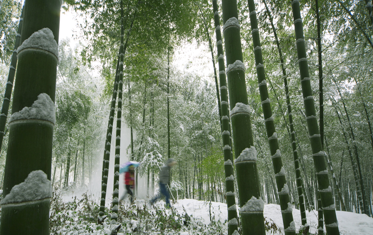 天目湖南山竹海