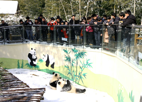 南山竹海熊猫