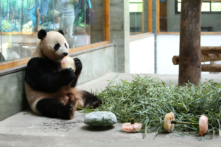 南山竹海熊猫生日