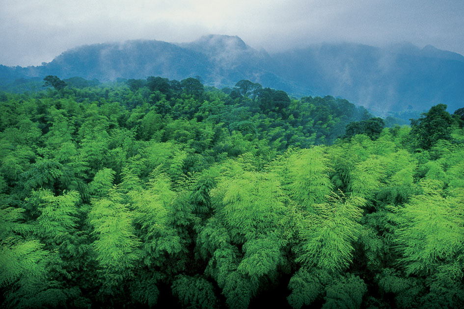 天堂南山，梦幻竹海