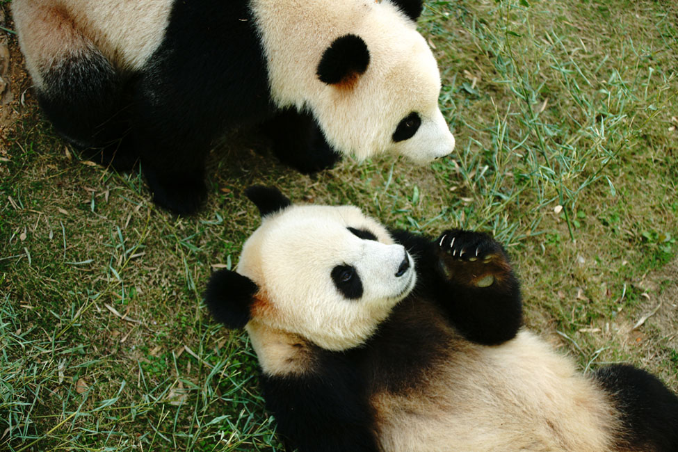 明星大熊貓“奧運”“壯妹”